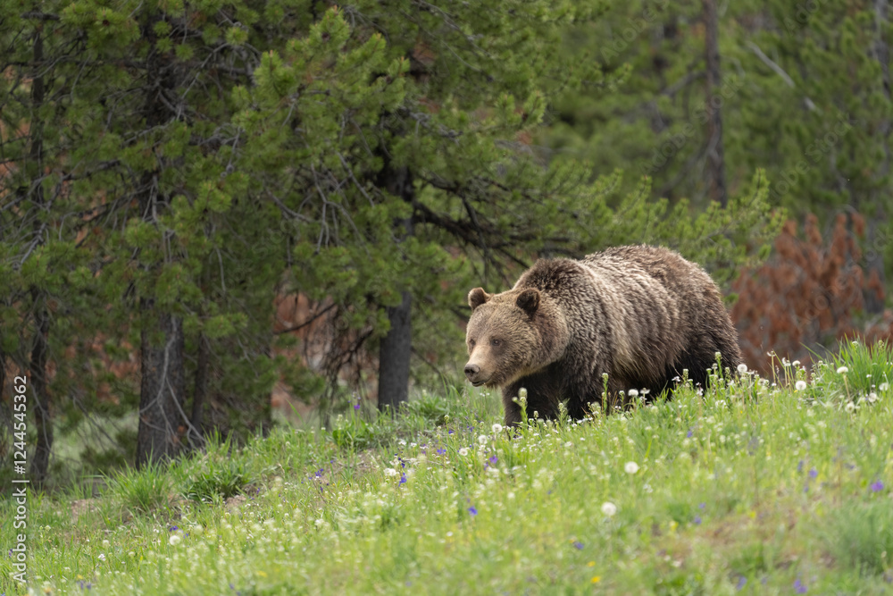 custom made wallpaper toronto digitalUSA, Wyoming, Grand Teton National Park. Grizzly bear sow walking in field.