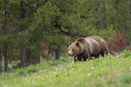 Wallpaper Mural USA, Wyoming, Grand Teton National Park. Grizzly bear sow walking in field. Torontodigital.ca