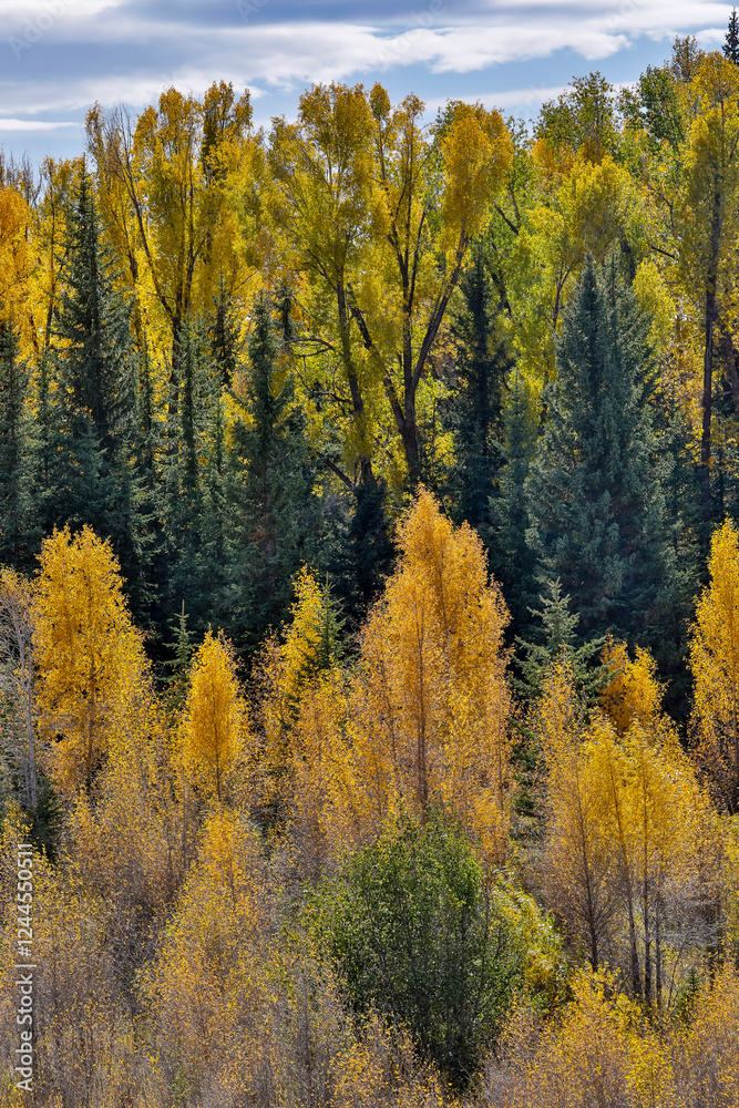 USA, Wyoming. Grand Tetons National Park with backlighting cottonwood and evergreens in golden Fall Color just off of Highway 26 USA, Wyoming. Grand Tetons National Park with backlighting cottonwood and evergreens in golden Fall Color just off of Highway 26