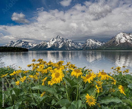 USA, Wyoming. Mount Moran, Jackson Lake and Arrowleaf Balsamroot wildflowers, Grand Teton National Park photo