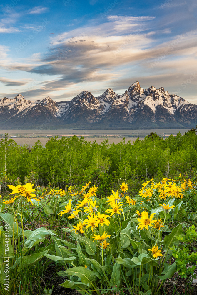 USA, Wyoming. Landscape of Grand Teton, Arrowleaf Balsamroot wildflowers and aspen trees, Grand Teton National Park. USA, Wyoming. Landscape of Grand Teton, Arrowleaf Balsamroot wildflowers and aspen trees, Grand Teton National Park.