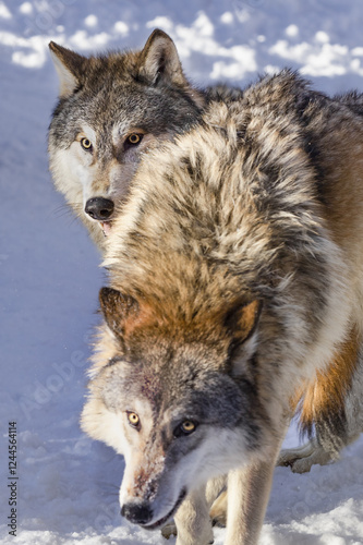 Grey Wolf (Canis lupus) Looks Over Shoulder of Packmate photo