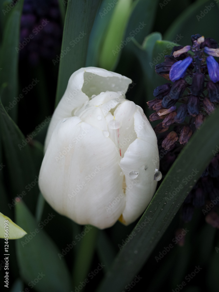 Fototapeta premium Tulips in early spring, Madrid 