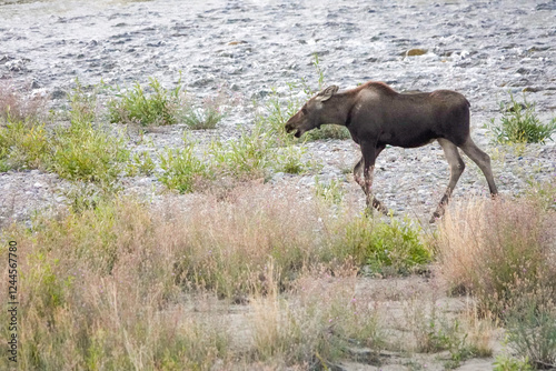 Grand Teton National Park, Wyoming, USA. Baby moose calf beside Gros Ventre R...