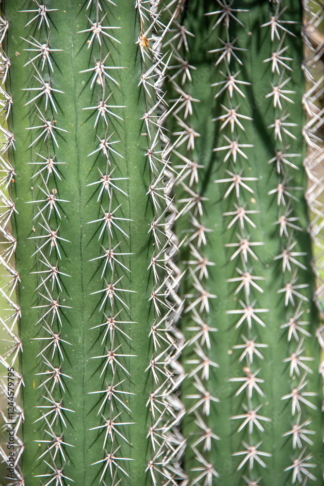 Close up of cacti spikes in pattern 