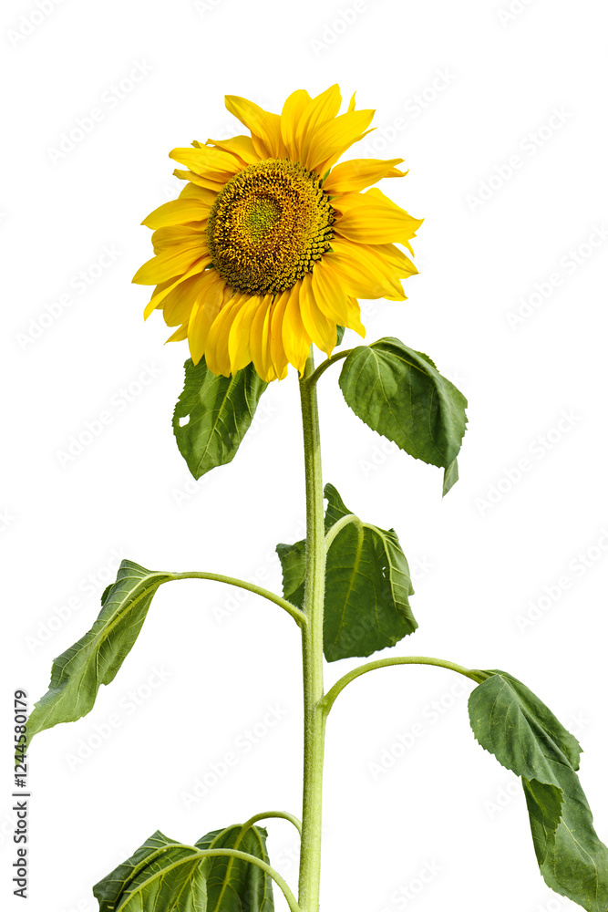 Obraz premium Sunflower isolated on white background