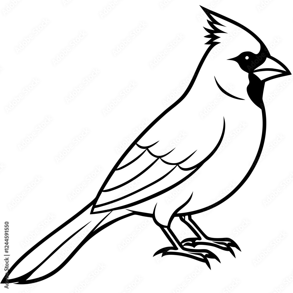 Obraz premium Cardinal Bird Vector Illustration – Cartoon, Clipart & Line Art Design on White Background, Cardinal bird vector illustration in cartoon, clipart, and line art styles on a white background.
