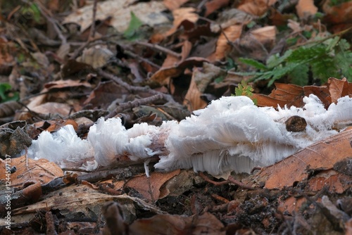 An unusual natural phenomenon - mysterious hair ice on wood looks like angle hair. The fungus Exidiopsis effusa is responsible for this crystallization process.	