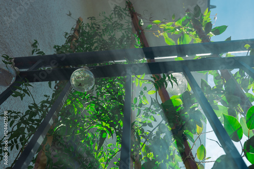 Sun streaks or rays piercing through mist in the home garden, sunshine through leaves on the balcony. Sunburst or sunbeam through leaves.