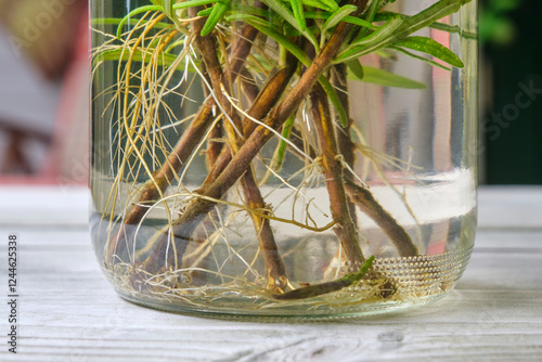 Closeup of rooting rosemary or salvia rosmarinus cuttings in a glass jar with water on a wooden table. Home gardening concept.	