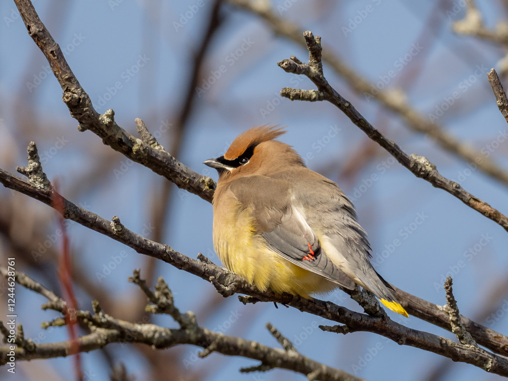 Fototapeta premium An adult Cedar Waxwing perched amongst bare twigs