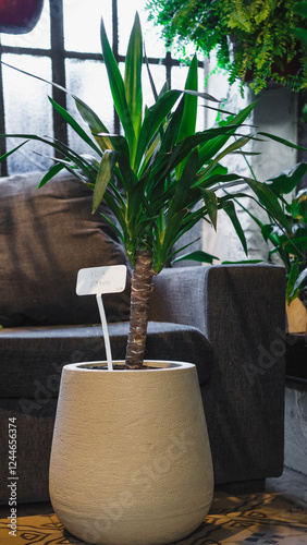 A lush green yucca plant, also known as Adam's Needle, stands tall in a white pot. The plant's long, sword-shaped leaves are adorned with a striking pattern of light green and white variegation.
