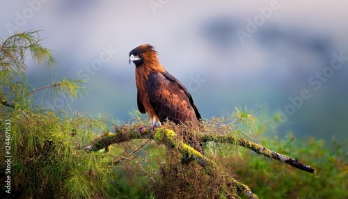 Majestic Longcrested Eagle in African Savannah Sleek Dark Brown Bird of Prey Soaring Against Vast Sunlit Plains, Part of Accipitridae Family photo