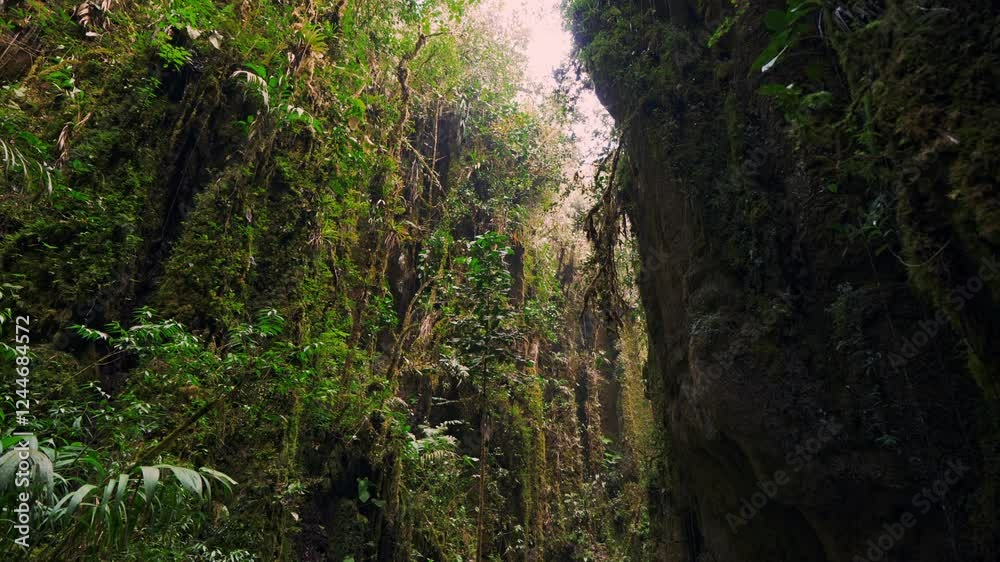 Serene Jungle Canyon with Lush Vegetation and Rock Formations - Santander, Colombia Serene Jungle Canyon with Lush Vegetation and Rock Formations - Santander, Colombia