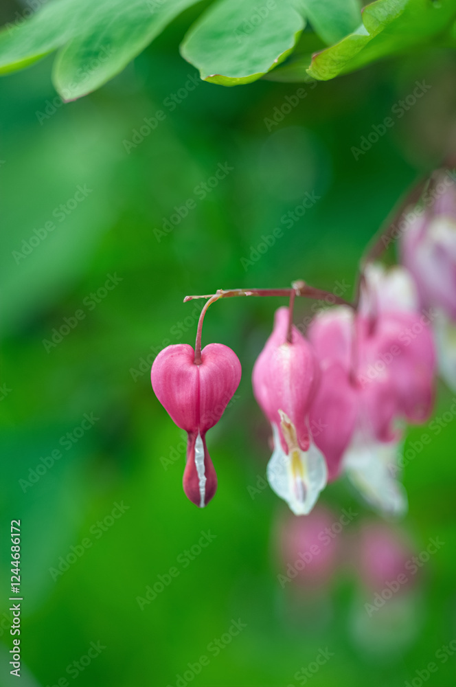 A close-up of pink bleeding heart flowers (Lamprocapnos spectabilis) with delicate heart-shaped petals. The vibrant blossoms hang gracefully against a softly blurred green background, creating a A close-up of pink bleeding heart flowers (Lamprocapnos spectabilis) with delicate heart-shaped petals. The vibrant blossoms hang gracefully against a softly blurred green background, creating a