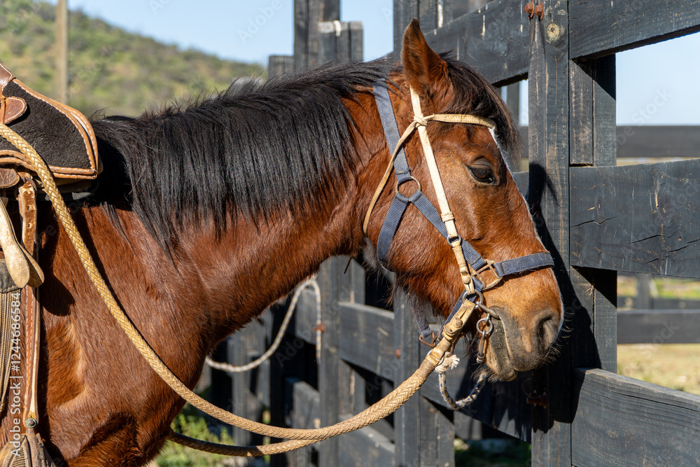 A calm horse standing by a wooden fence, fully saddled, enjoying the peaceful environment of the countryside.