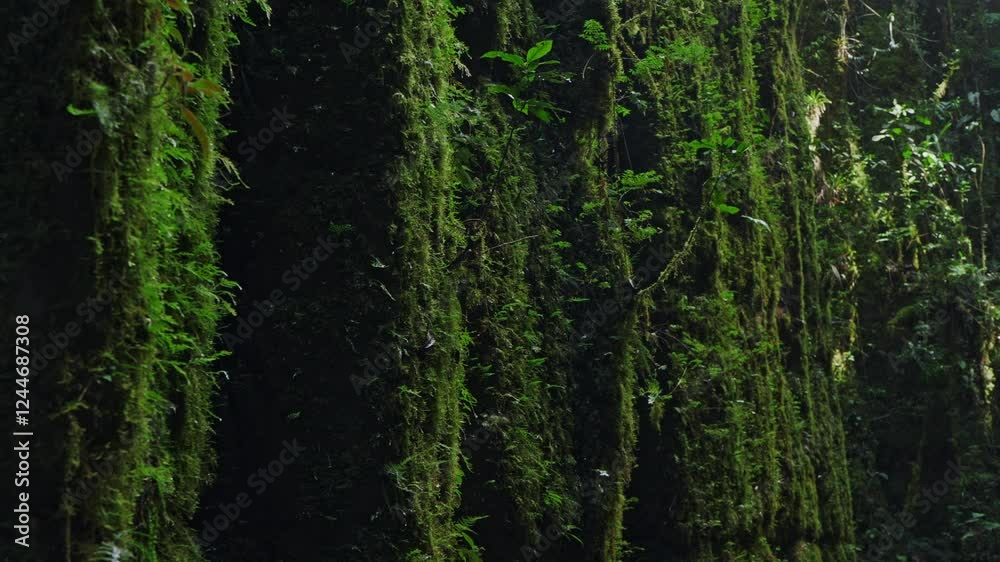 Serene Jungle Canyon with Lush Vegetation and Rock Formations - Santander, Colombia Serene Jungle Canyon with Lush Vegetation and Rock Formations - Santander, Colombia