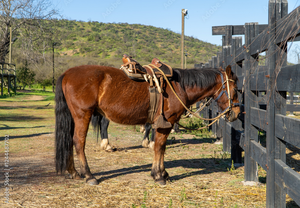 A brown horse saddled and tied to a corral, waiting to be ridden, with a scenic countryside view in the background.