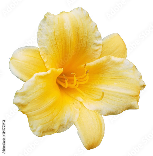 Daffodil Flower