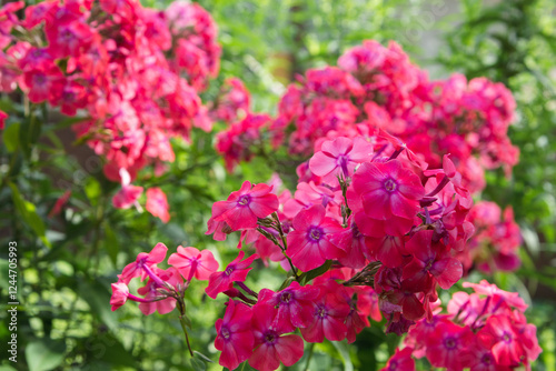 Photos Close up view of pink Phlox paniculata flowers