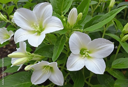 Lush Persian Tobacco: Vibrant White Flowers Blossom in the Summer Garden