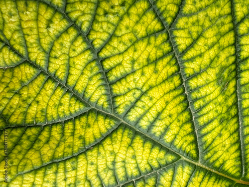 detail of the nerves of a green and yellow leaf, texture of a leaf, pinnate leaf with a central vein or main nerve, from which secondary veins emerge photo