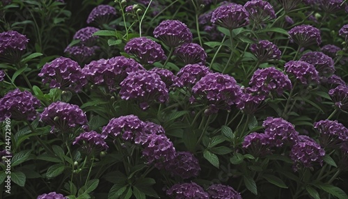 Vibrant Spring Wildflowers in a Dark Forest Setting photo