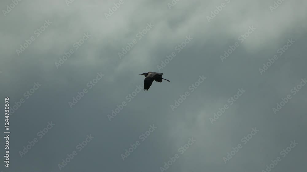 Heron Soaring Through a Cloudy Sky. Silhouette of a Heron in Flight Against a Cloudy Sky. Ardea cinerea Heron Soaring Through a Cloudy Sky. Silhouette of a Heron in Flight Against a Cloudy Sky. Ardea cinerea