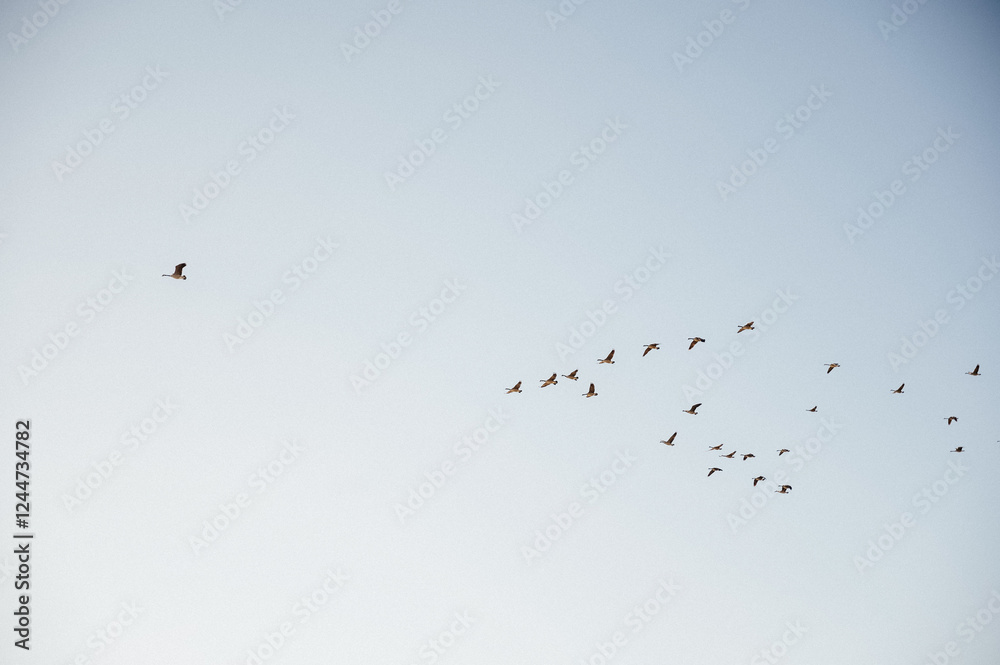 birds (geese) flying in the sky above a lake in rural Kansas birds (geese) flying in the sky above a lake in rural Kansas