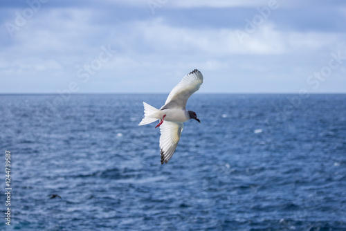 A swallow tailed gull (Laridae) in flight above south Plaza Island, Galapagos	 photo