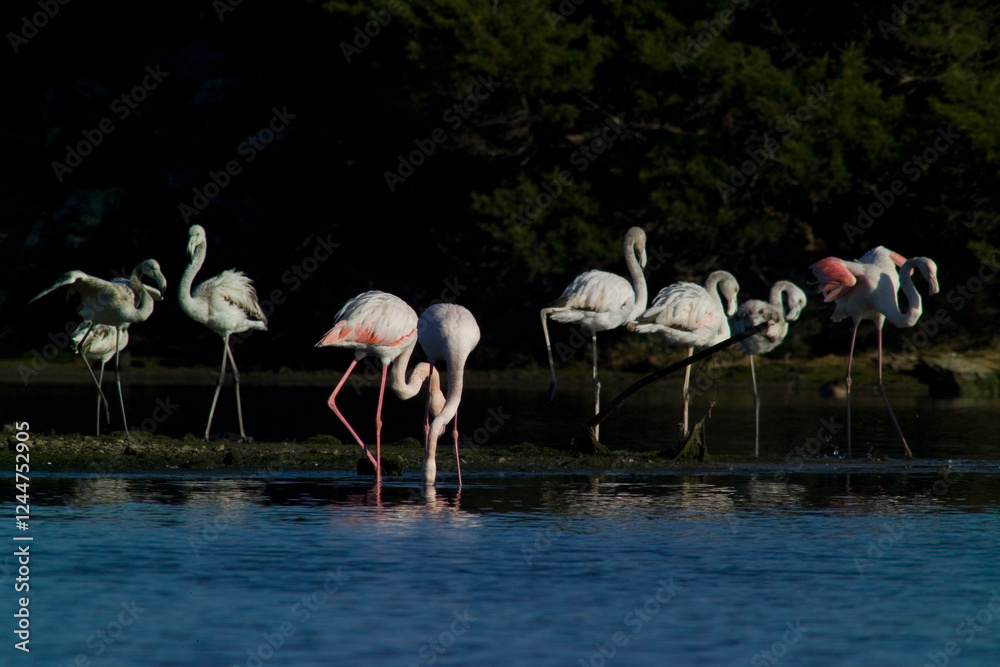 Fototapeta premium pink flamingo (Phoenicopterus ruber) Stintino, Sardinia, Italy. (Greater) Flamingo. Italy