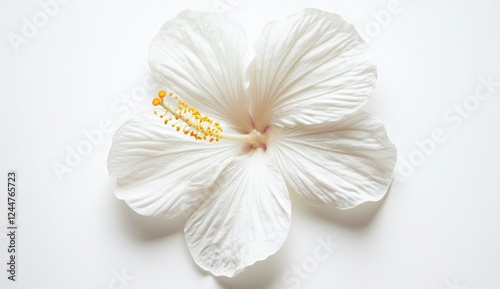 White Hibiscus Blossom: Close-up of a pristine white hibiscus flower, showcasing its delicate petals and vibrant yellow stamen. A study in simplicity and elegance. 