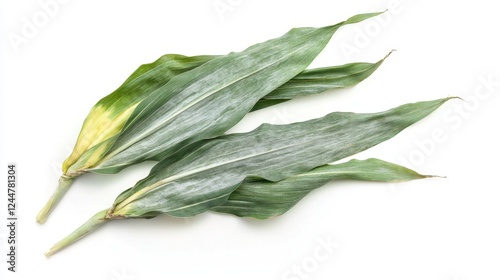 Fresh Maize Leaves : Close-up, high-angle shot of fresh, textured maize leaves in varying shades of green and white.