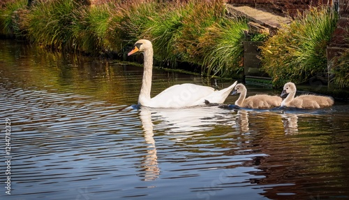 Tranquil Moment A Family of Swans Gently Gliding Alongside the Peaceful Tiverton Canal, Showcasing a Harmonious Blend of Nature and Architecture in a Serene English Landscape. photo