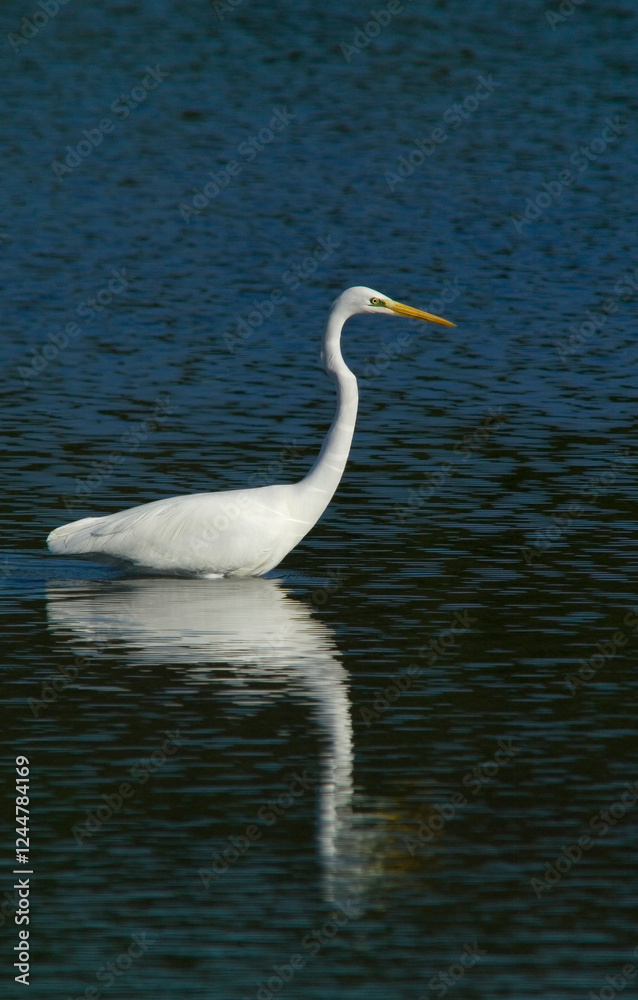 The great egret , also known as the common egret, large egret, or great white egret or great white heron. Scientific name: Ardea alba. Natural Habitat, Casmerodius albus The great egret , also known as the common egret, large egret, or great white egret or great white heron. Scientific name: Ardea alba. Natural Habitat, Casmerodius albus