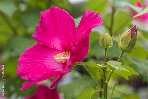 cotton rosemallow photo