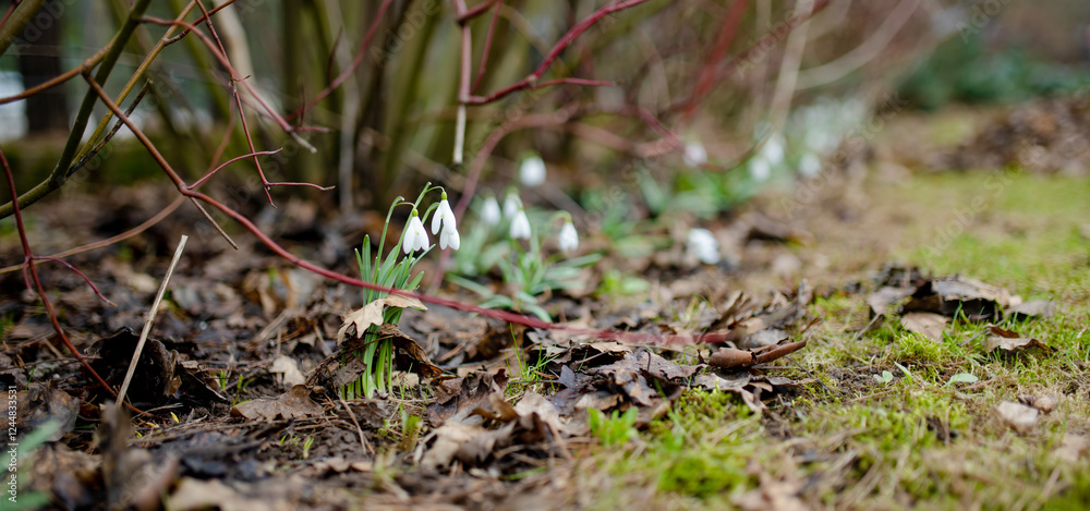 Fototapeta premium Spring snowdrop flowers blossoming outdoors.