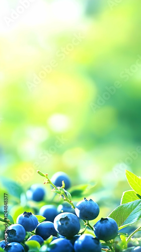 Ripe Blueberries Grow on Bu...