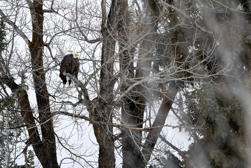 Bald eagle pair perched in cottonwood tree;  Grand Teton NP;  Wyoming photo