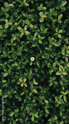 Wallpaper Mural Lush Green Foliage with Tiny White Flower Creates a Vibrant Natural Background Texture. Torontodigital.ca
