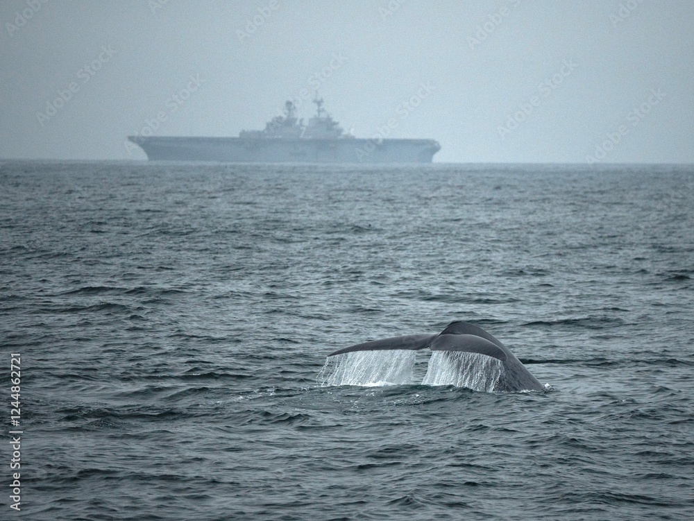 Fototapeta premium Whale Tail Emerging