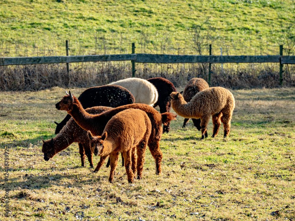 Fototapeta premium Alpakas grasen auf einer Weide