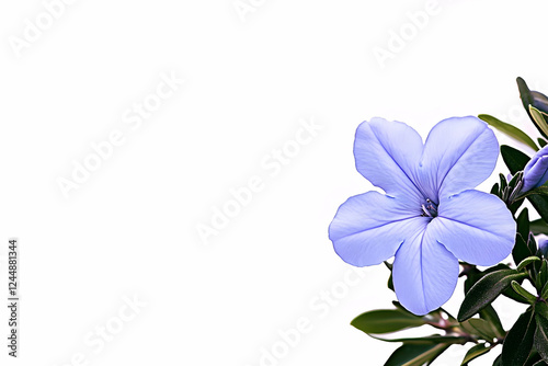 A Delicate Purple Flower Bl...