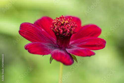 cosmos chocolate photo