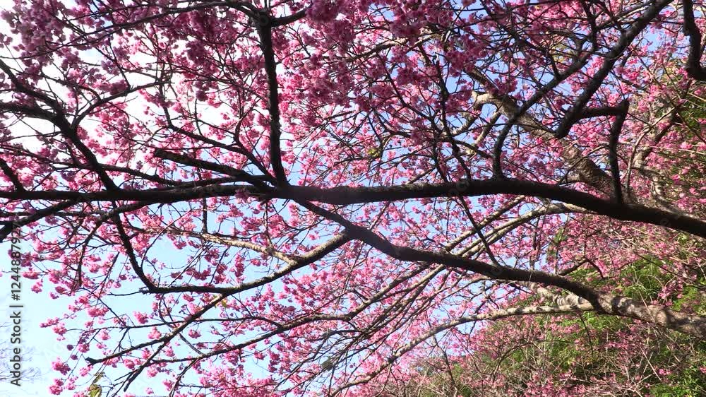 寒緋桜、緋寒桜、奄美大島 寒緋桜、緋寒桜、奄美大島