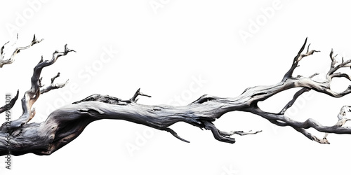 Gnarled Dead Tree Branch Is...