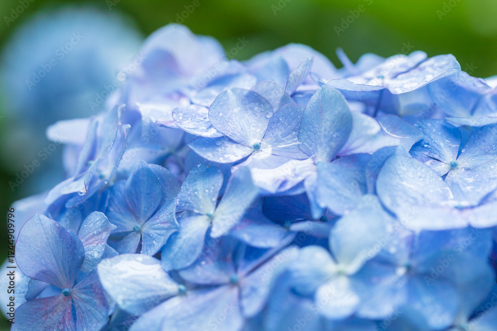 hydrangea