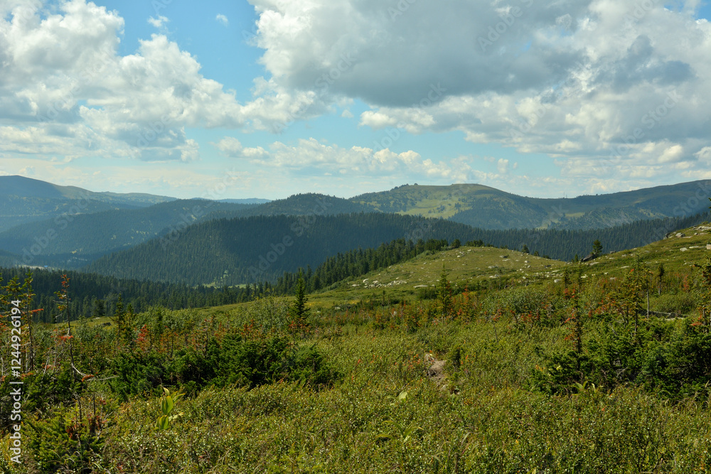 Naklejka premium Panorama shot of the gentle slopes of high mountains overgrown with dense coniferous forest under a cloudy sky.