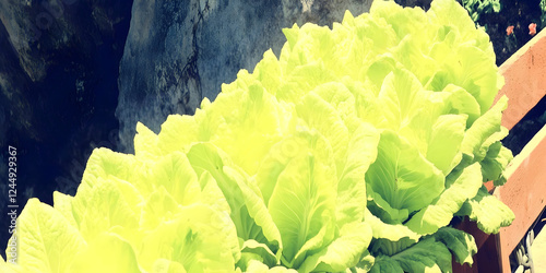 Vibrant Green Lettuce Thriv...