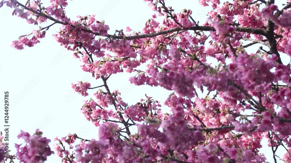 寒緋桜、緋寒桜、奄美大島 寒緋桜、緋寒桜、奄美大島